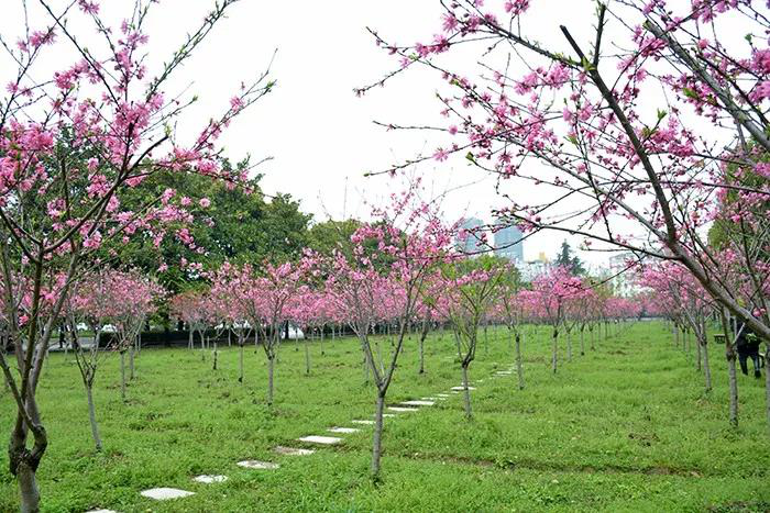 在春天，遇见仙桃职院
