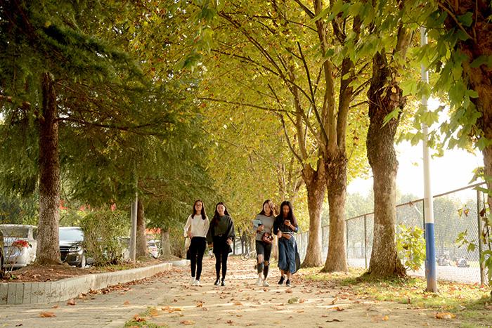 秋之仙职岁月静美